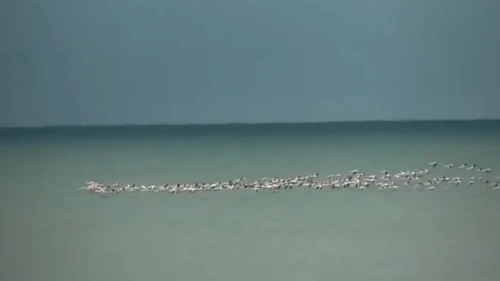 Kandıra sahili flamingo sürprizine tanık oldu