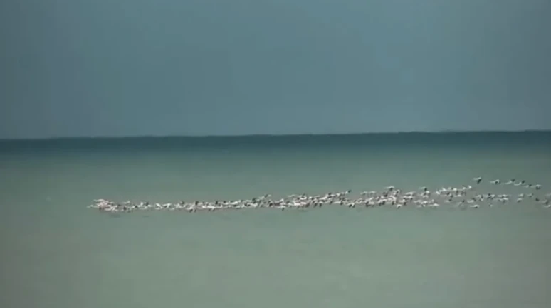 Kandıra sahili flamingo sürprizine tanık oldu